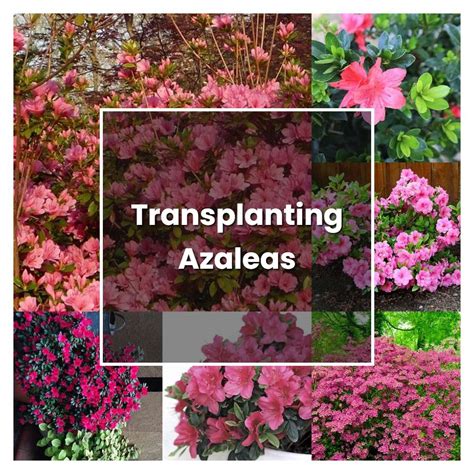 How To Grow Transplanting Azaleas Plant Care And Tips Norwichgardener