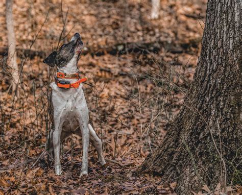 How to Hunt Squirrels with a Squirrel Dog | LaptrinhX / News