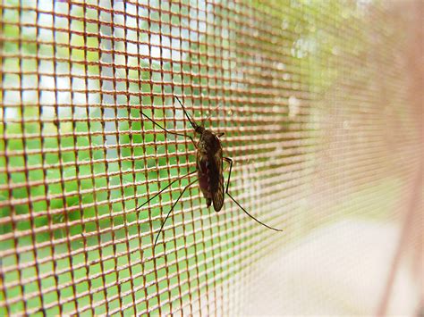 Mosquito Free Stock Photo Public Domain Pictures