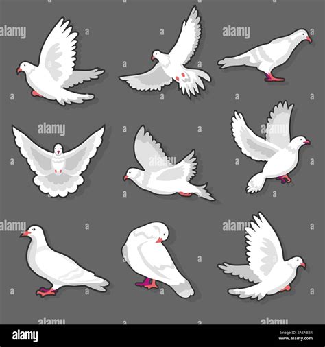 Pigeon Or White Dove Bird In Motion On Grey Background Stock Vector
