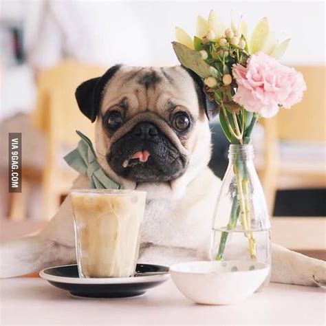 Just A Pug Drinking Coffee 9gag