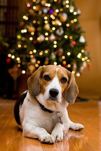 Christmas Puppy Cute Beagles Beagle Dog Beagle Puppy