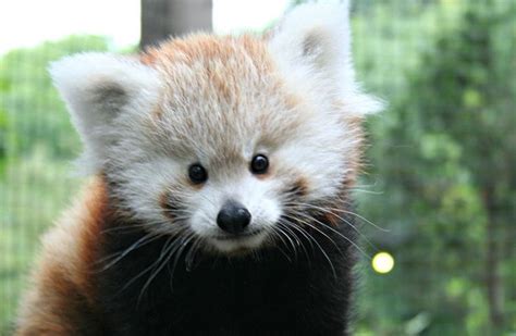 Red Panda Cub Makes Its Public Debut At Zoo In Indiana Us