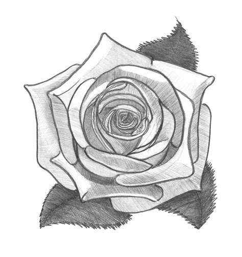 Free Photo Rose Pencil Drawing Monochrome Image