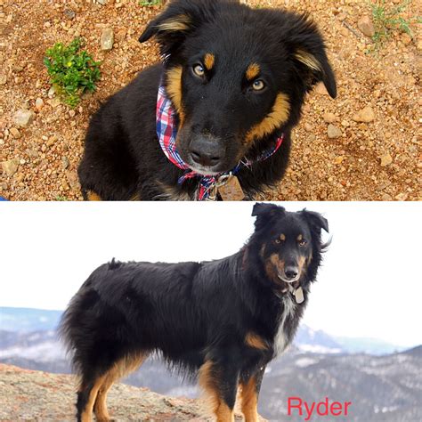 We breed our two females and one male in order to share their superior genetics and we sell miniature australian shepherd puppies to quality forever homes. Testimonials | Australian Shepherd Puppies Colorado
