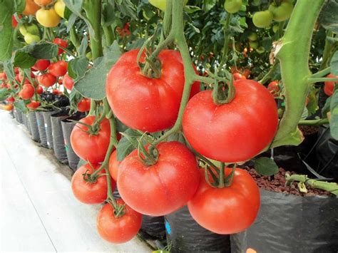 Hydroponic Tomato Farming Nutrient Solution Yield Agri Farming