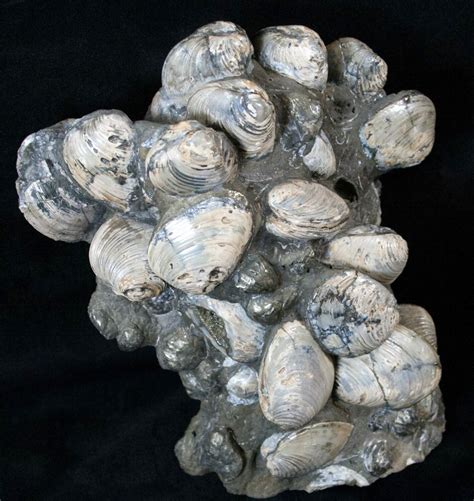 7 Tall Cretaceous Fossil Clam Cluster Russia 15591 For Sale