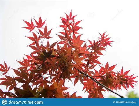 Bright Red Japanese Maple Or Acer Palmatum Leaves Stock Photo Image