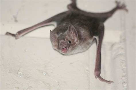 What Can Vampire Bats Teach Us About Socializing In A Pandemic