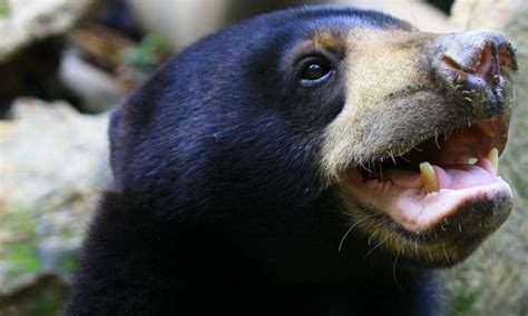 Worlds Smallest Bears Facial Expressions Throw Doubt On Human Superiority