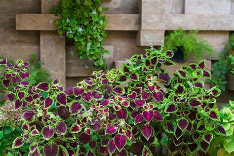 Coleus Plants For Sale