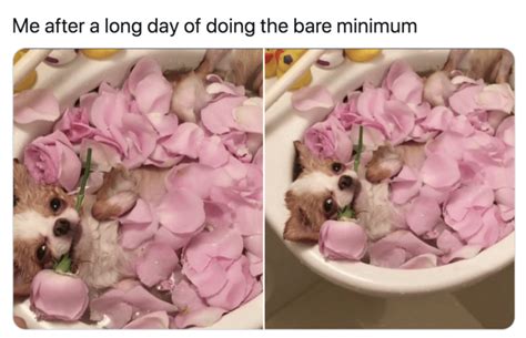 50 Hysterical Dog Memes That Will Make You Laugh