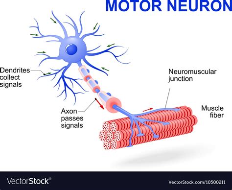 Motor Neuron Royalty Free Vector Image VectorStock