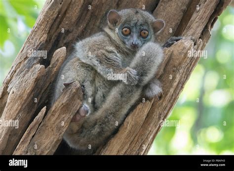 Ankarana Sportive Lemur Lepilemur Ankaranensis Ankarana National