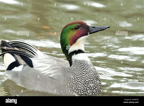 Portrait Of A Falcated Teal Mareca Falcata Swimming In The Water