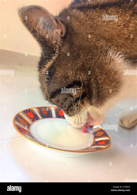 Animal Thirsty Hi Res Stock Photography And Images Alamy