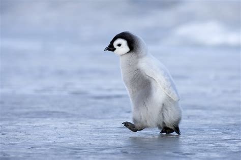 Download Cute Penguin Image Pictures New Full Hd Photoshoots By