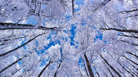 Free Download Winter Desktop Backgrounds 54 Images 1920x1080 For Your