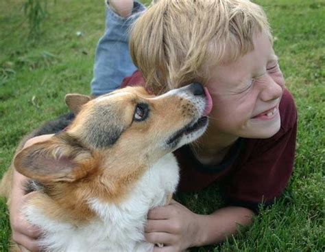 Corgis And Kids A Gallery On Flickr