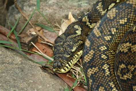Filecarpet Python In Lamington National Park Queensland Australia