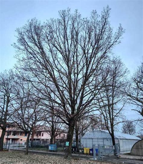 Reggio Emilia Petizione Per Salvare Una Quercia La Nuova Ferrara