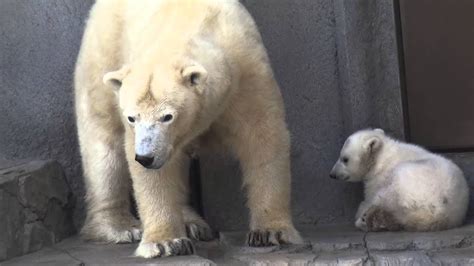 Lara The Polar Bear Stands By Her Sleeping Cub At Sapporo Maruyama Zoo
