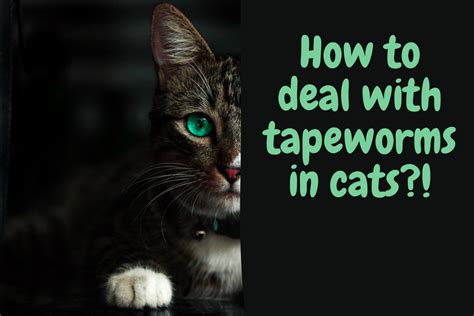 How To Deal With Tapeworms In Cats Catman Health