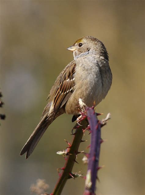 Birds Golden Crowned Sparrow