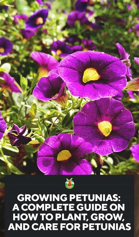 Growing Petunias A Complete Guide On How To Plant Grow And Care For