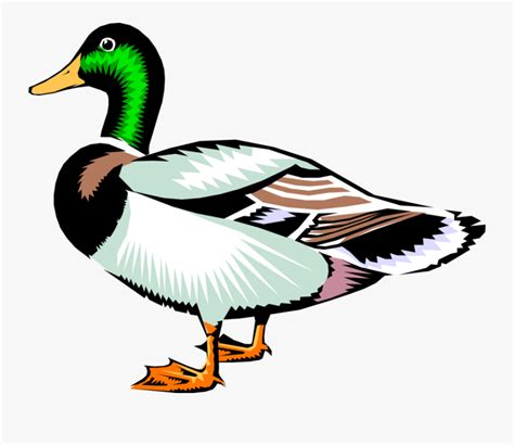 Vector Illustration Of Male Mallard Duck Bird Clip Art Realistic Duck