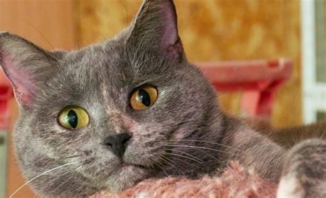 Unusual cat names a european touch. 66 Exotic Korean Cat Names With Meanings | PetPress
