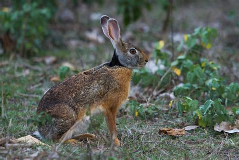 27 Fun And Interesting Facts About Hares Tons Of Facts