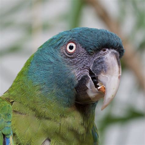 Blue Headed Macaw World Parrot Trust