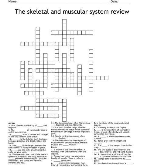 The Skeletal And Muscular System Review Crossword Wordmint