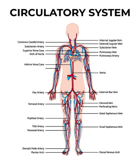 Overview Of Human Body Geeksforgeeks