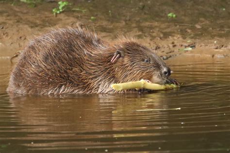 Beavers Return To England After 400 Years Cnn
