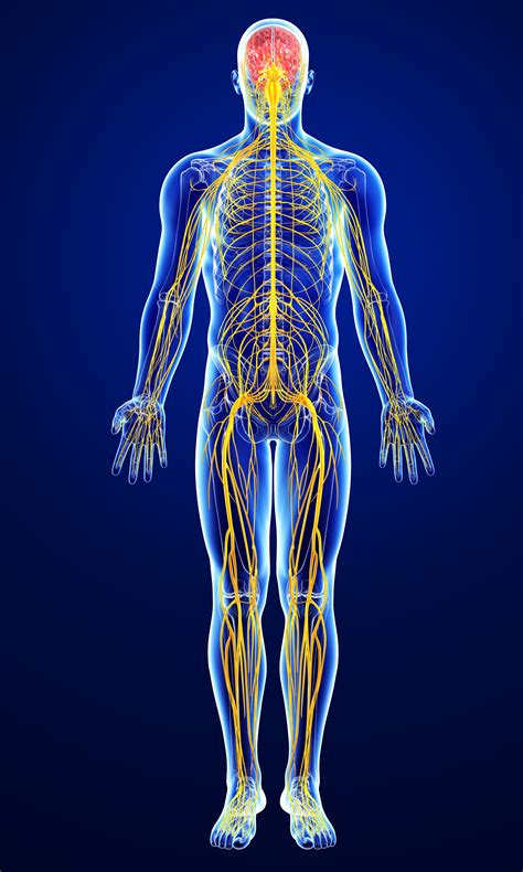 Diagram Diagram Of Body Nerves Mydiagramonline