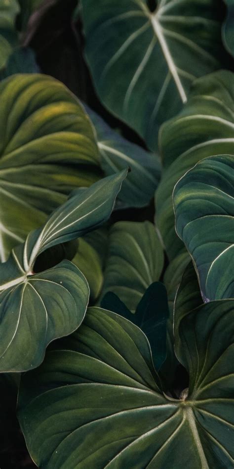 Pin By San Holo On Wallpapers Plant Wallpaper Green Wallpaper