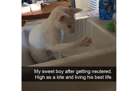 25 Funny Animal Memes You Wish You Could Share With Your Pets