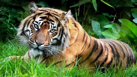 tiger animals Wallpapers HD / Desktop and Mobile Backgrounds