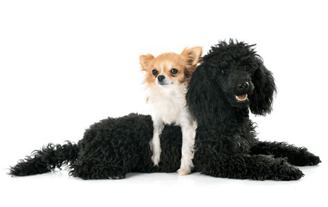 The Chihuahua Poodle Mix Chipoo Top Guide And Facts Animal Corner
