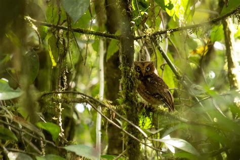 Sumatra Wildlife Animals And Birdlife In Indonesia Wild Sumatra
