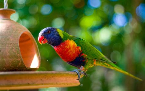 The Worlds Most Colorful And Beautiful Birds You Must See