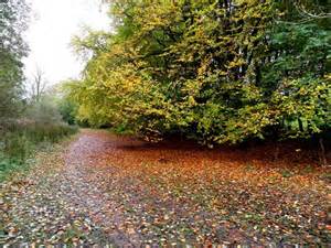 Fallen Leaves Seskinore © Kenneth Allen Geograph Ireland