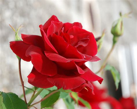 Red Rose On Freemages