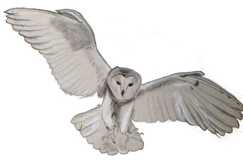 Barn Owl Free Clipart Flying 10 Free Cliparts Download Images On