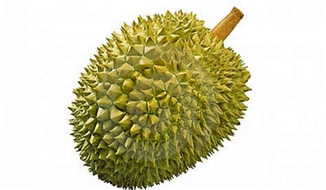 Durian Clipart Pictures On Cliparts Pub 2020 🔝