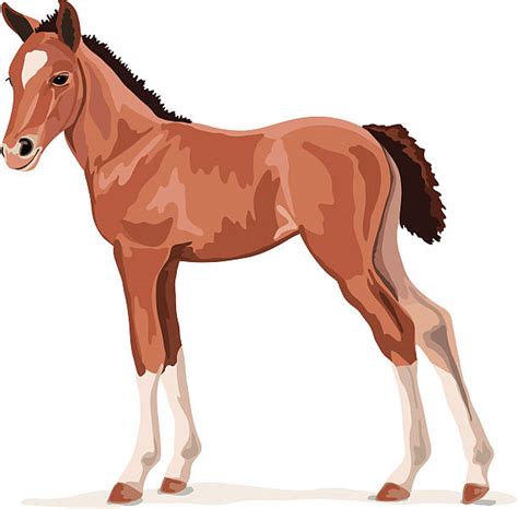 Filly Illustrations Royalty Free Vector Graphics And Clip Art Istock