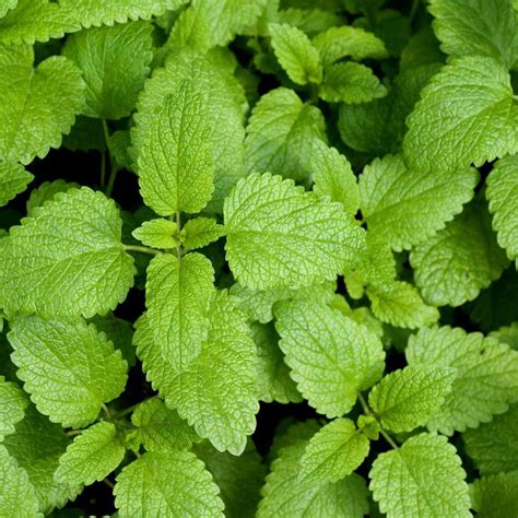 Lemon Balm Seeds Sweet Balm Herb Seed