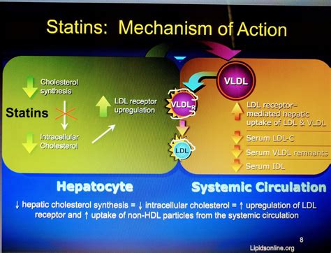 Mechanisms Of Action